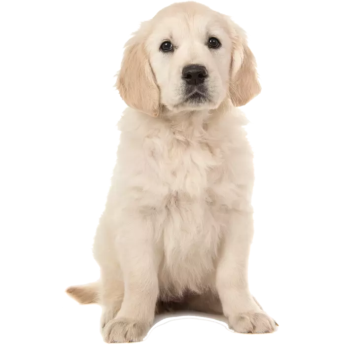 adiestramiento canino en somio