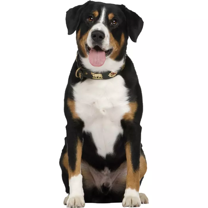adiestramiento canino en somio